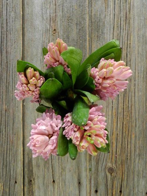 PINK HYACINTH